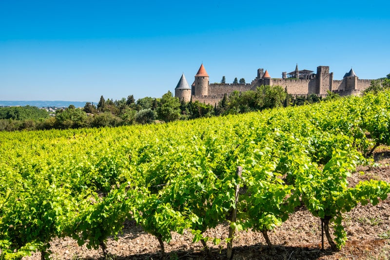 Vignoble devant château médiéval sous ciel bleu