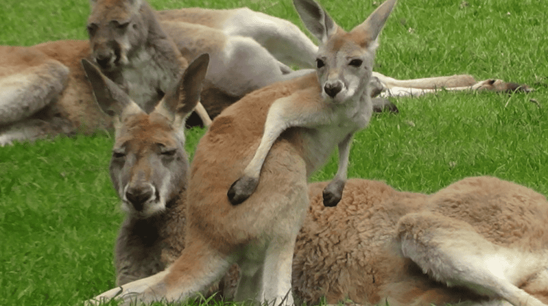 Kangourous se reposant sur l'herbe verte.