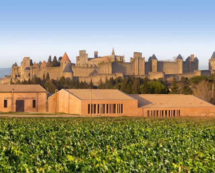 Vignoble devant les remparts de Carcassonne.