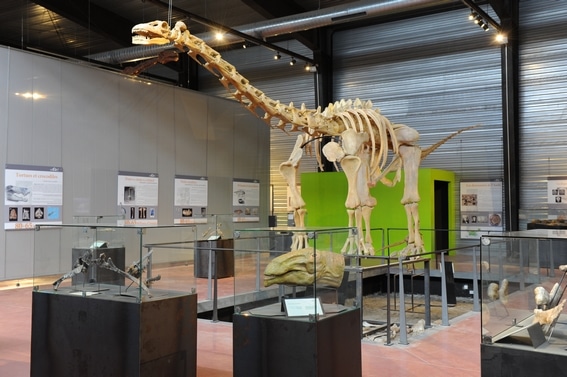 Squelette de dinosaure exposé dans un musée moderne.