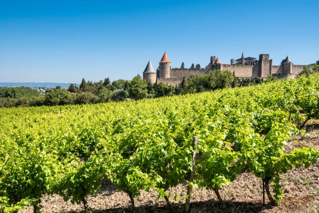 Vignobles devant la Cité de Carcassonne