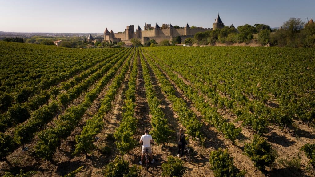 Vignoble avec château médiéval en arrière-plan, Carcassonne.